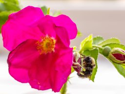 Hummel auf Apfelrose